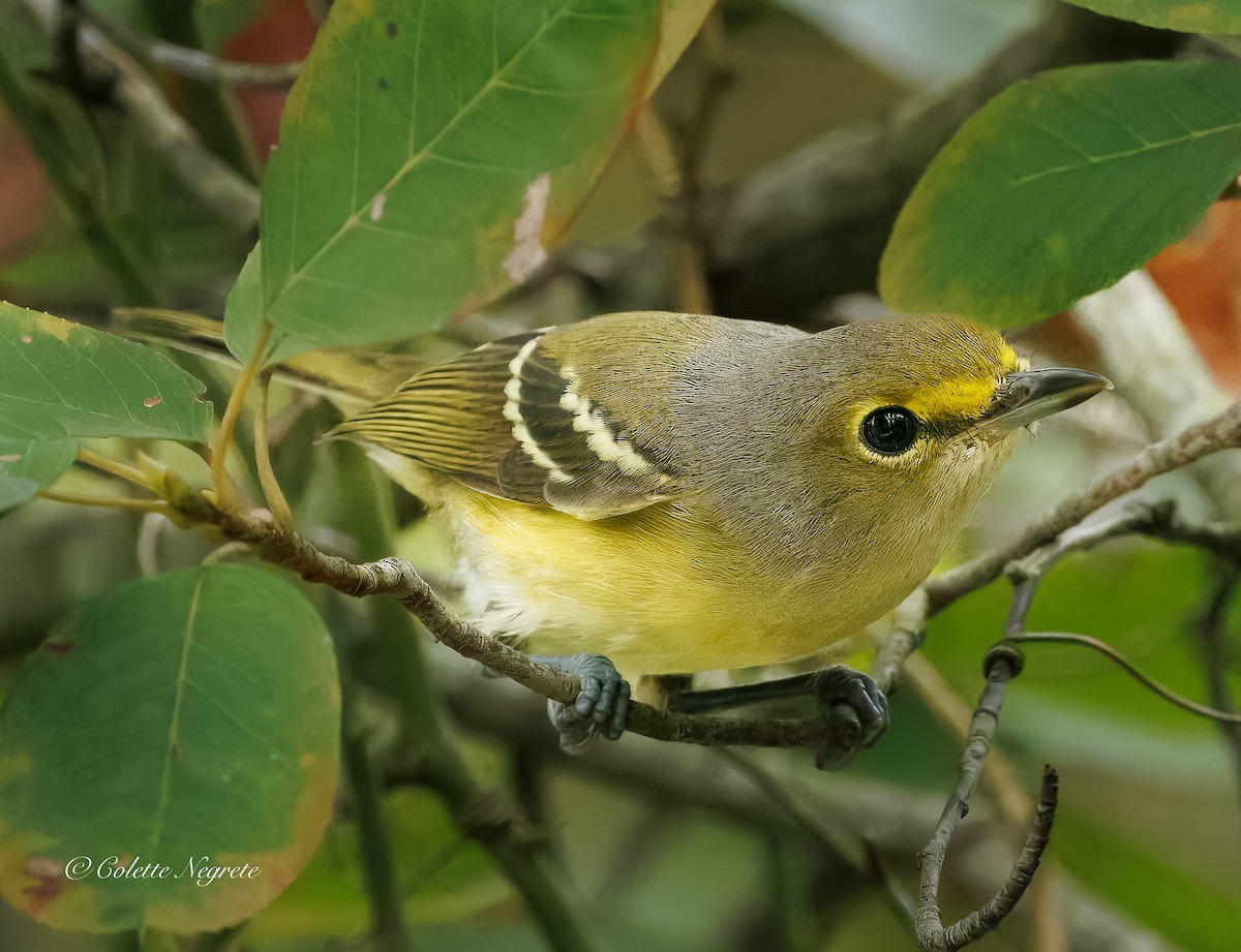 White-eyed Vireo - ML642697789