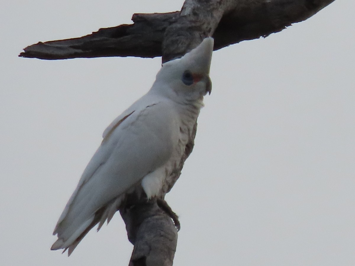kakadu hrabavý - ML642697793