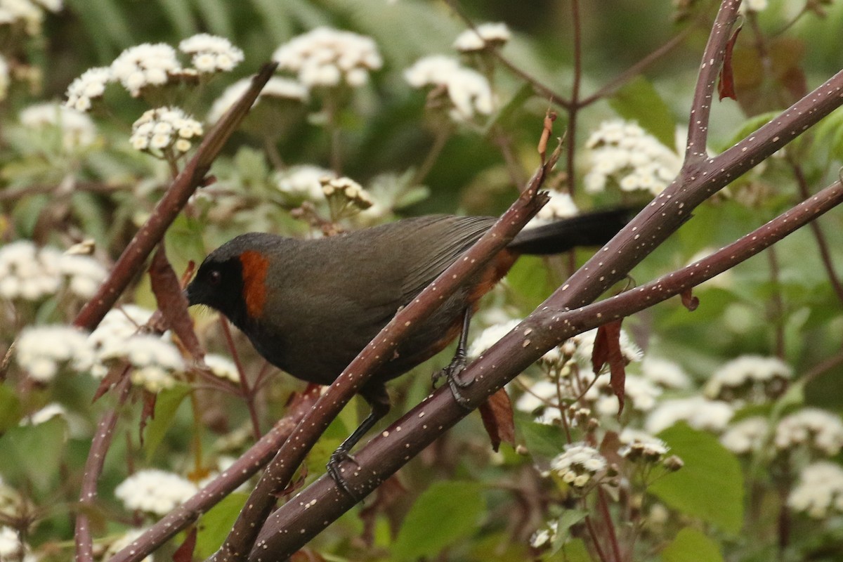Rufous-necked Laughingthrush - ML642697794