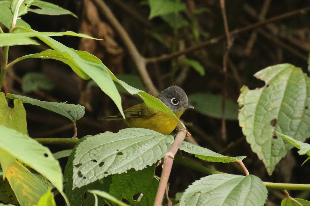 Gray-cheeked Warbler - ML642697799
