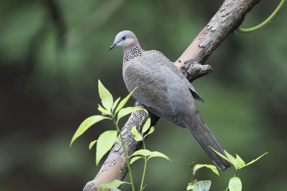 Spotted Dove - ML642697801