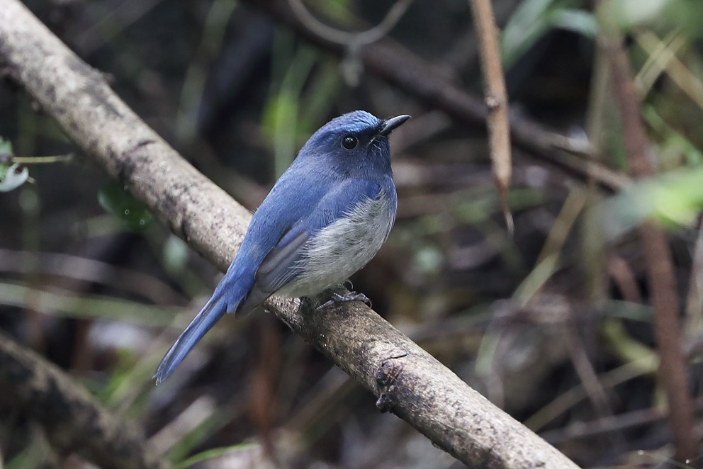 Hainan Blue Flycatcher - ML642697803