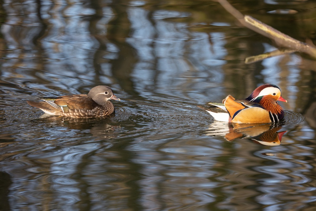 Canard mandarin - ML642697850