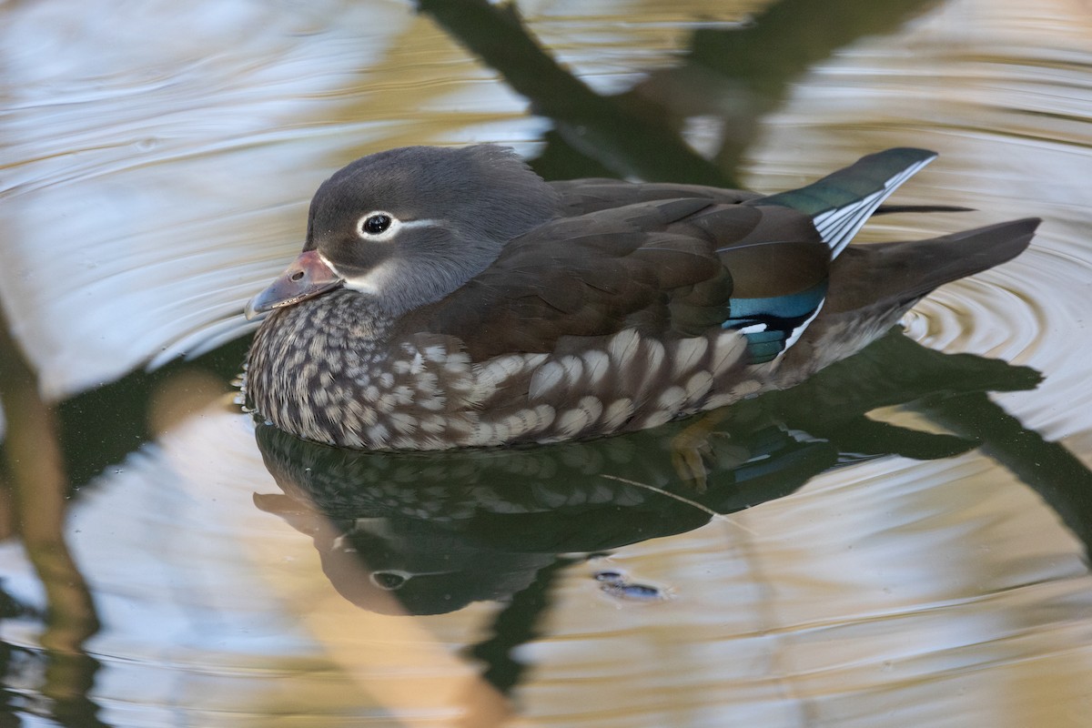 Canard mandarin - ML642697852