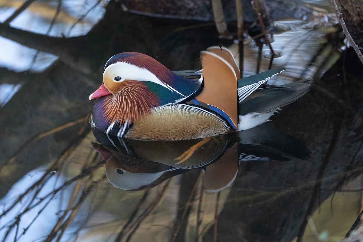 Canard mandarin - ML642697853