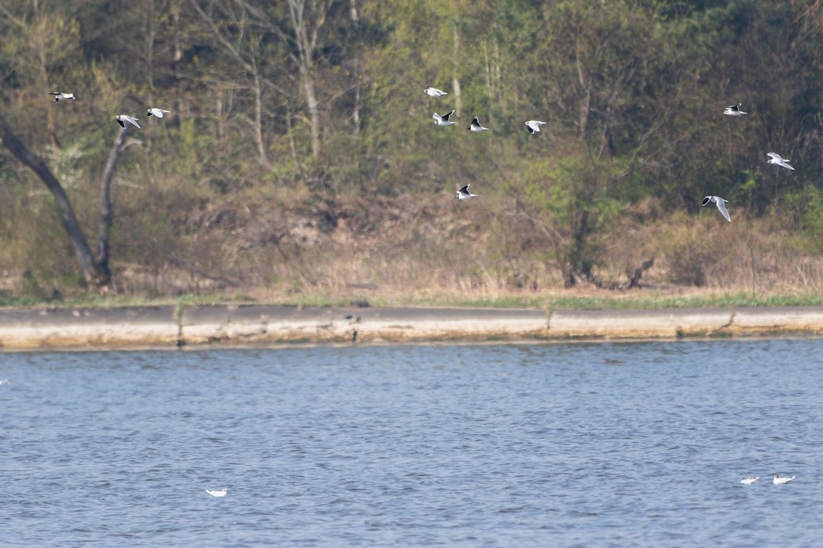 Mouette pygmée - ML642697858