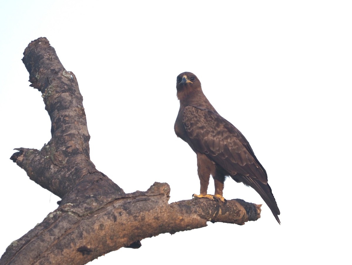 Aigle pomarin - ML642697860