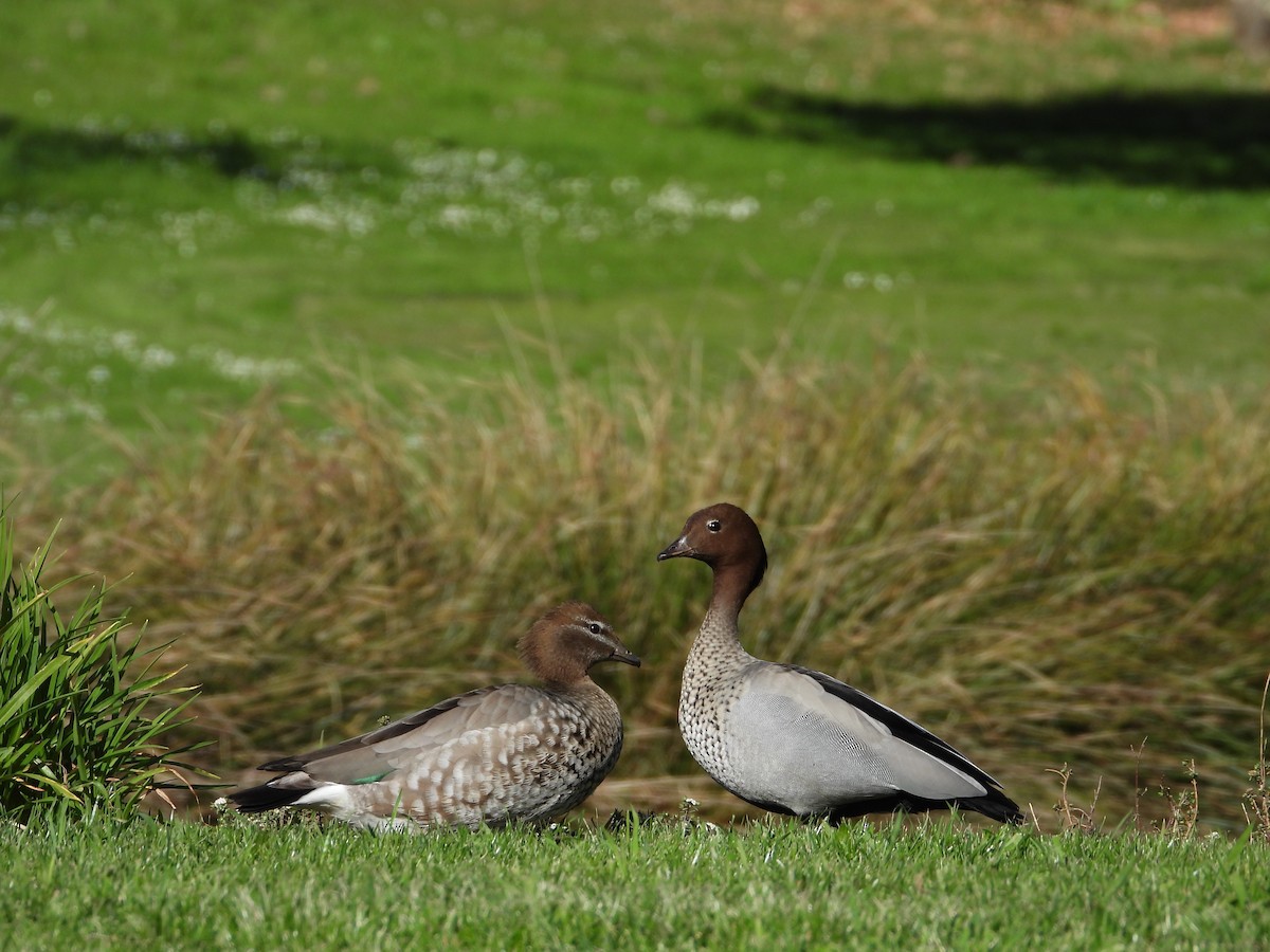 Canard à crinière - ML642697864