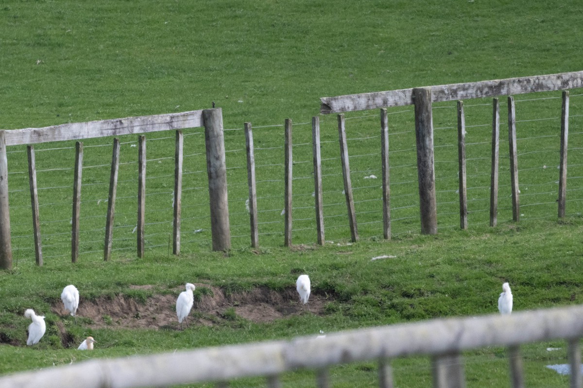 Eastern Cattle-Egret - ML642697890