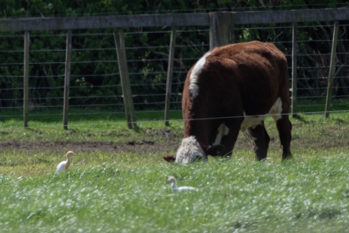 Eastern Cattle-Egret - ML642697891