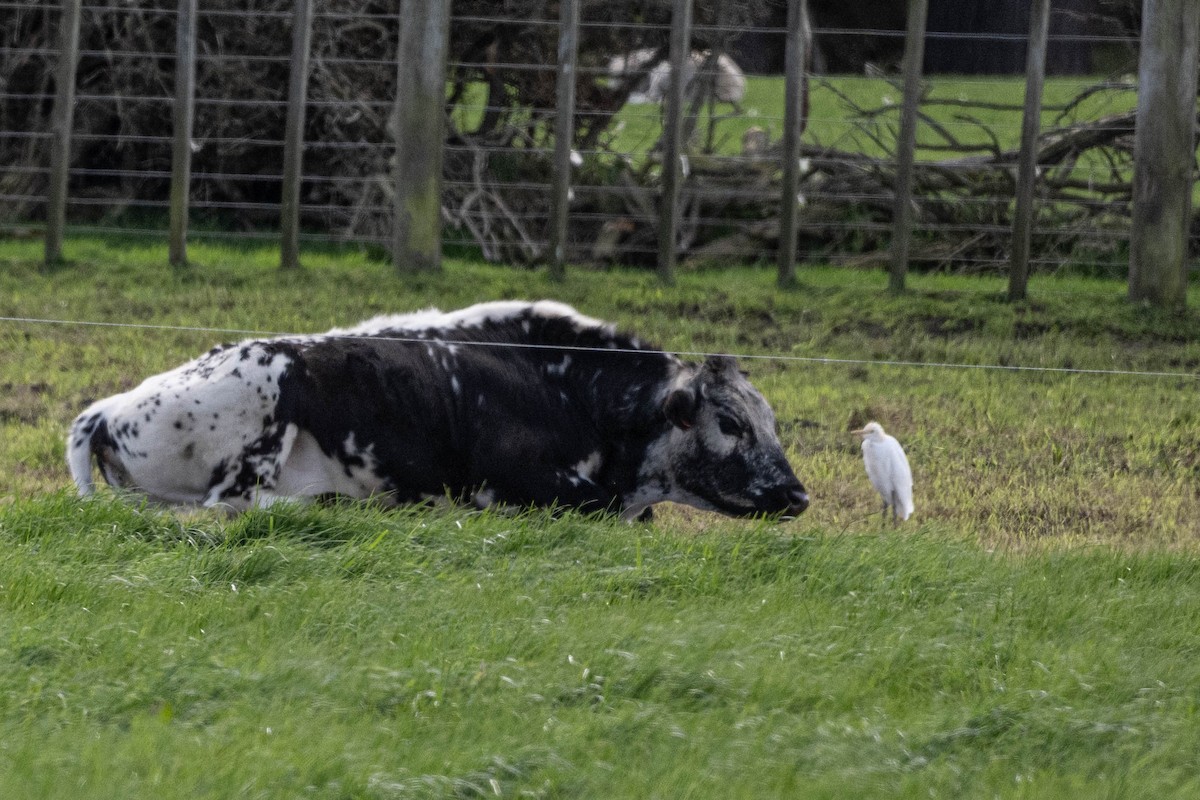 Eastern Cattle-Egret - ML642697892