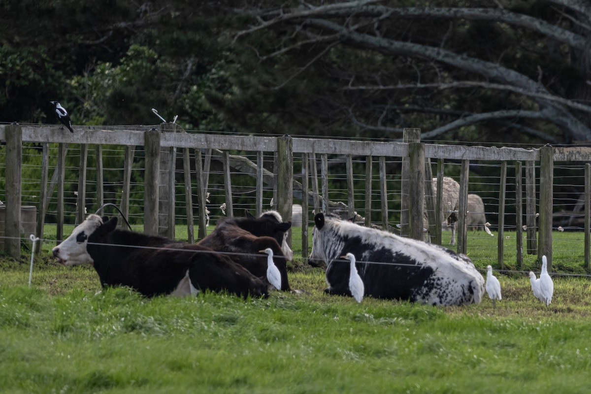 Eastern Cattle-Egret - ML642697893