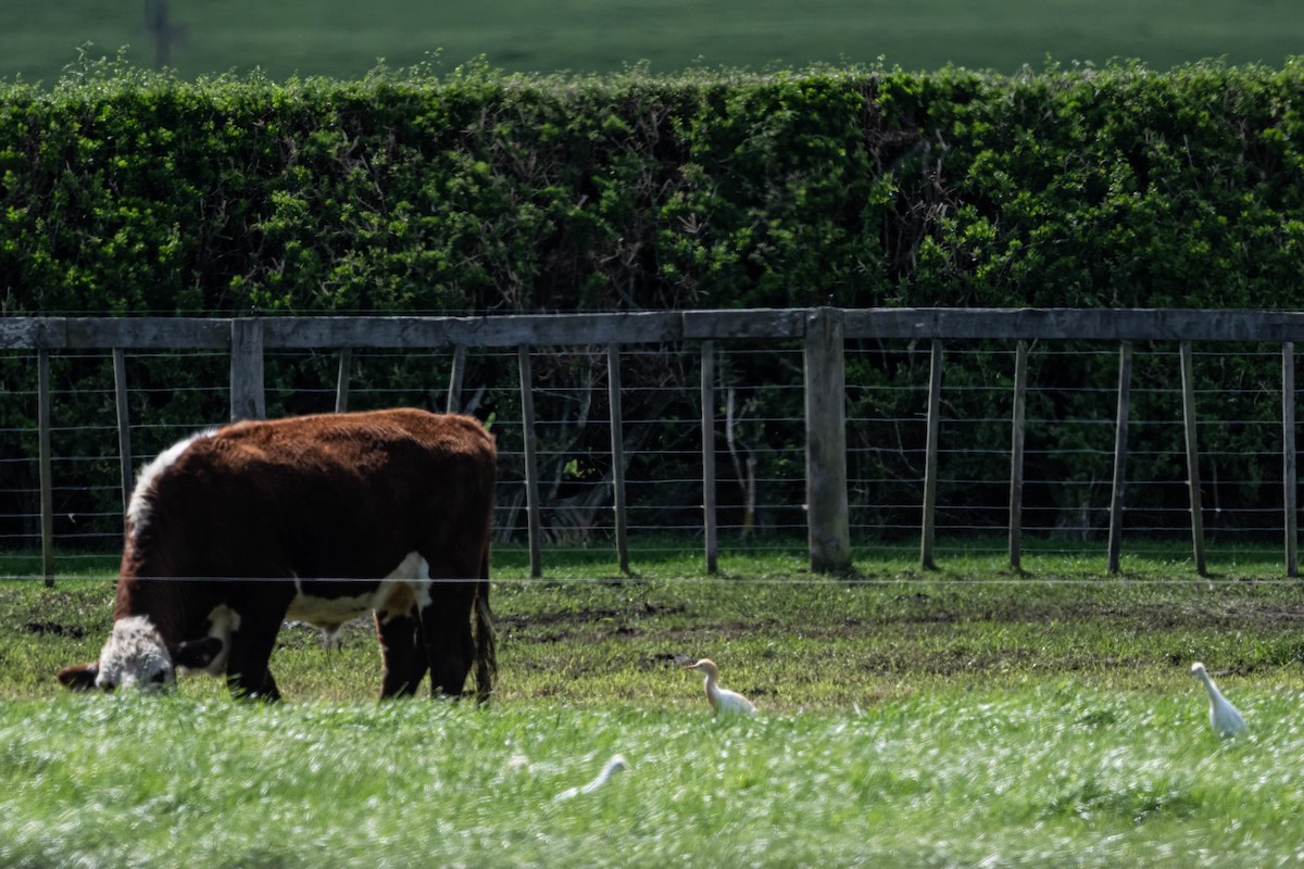 Eastern Cattle-Egret - ML642697894