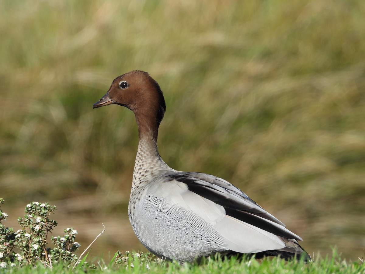 Maned Duck - ML642697897