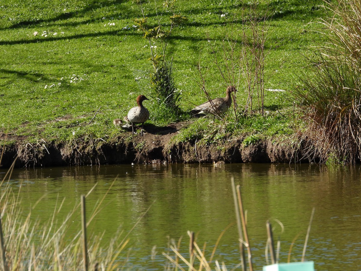Maned Duck - ML642697898
