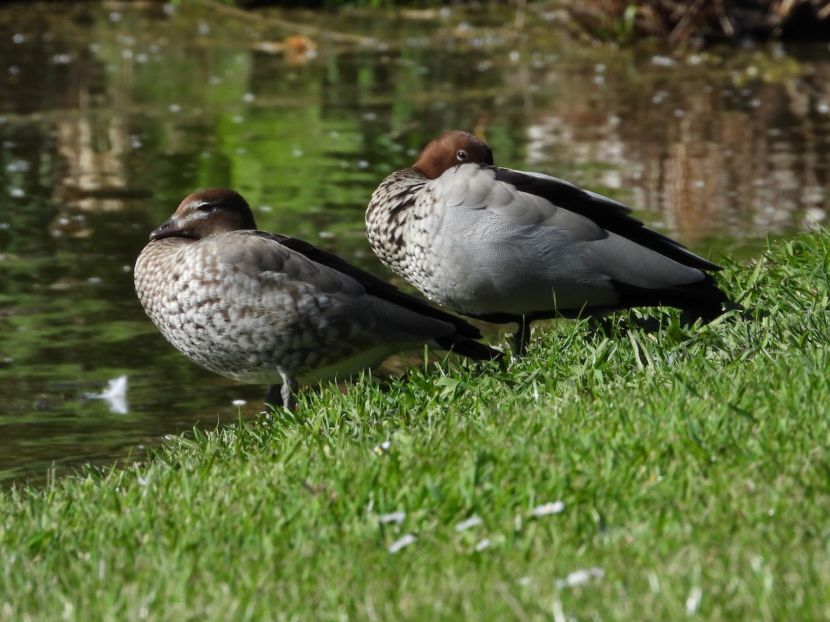 Maned Duck - ML642697900