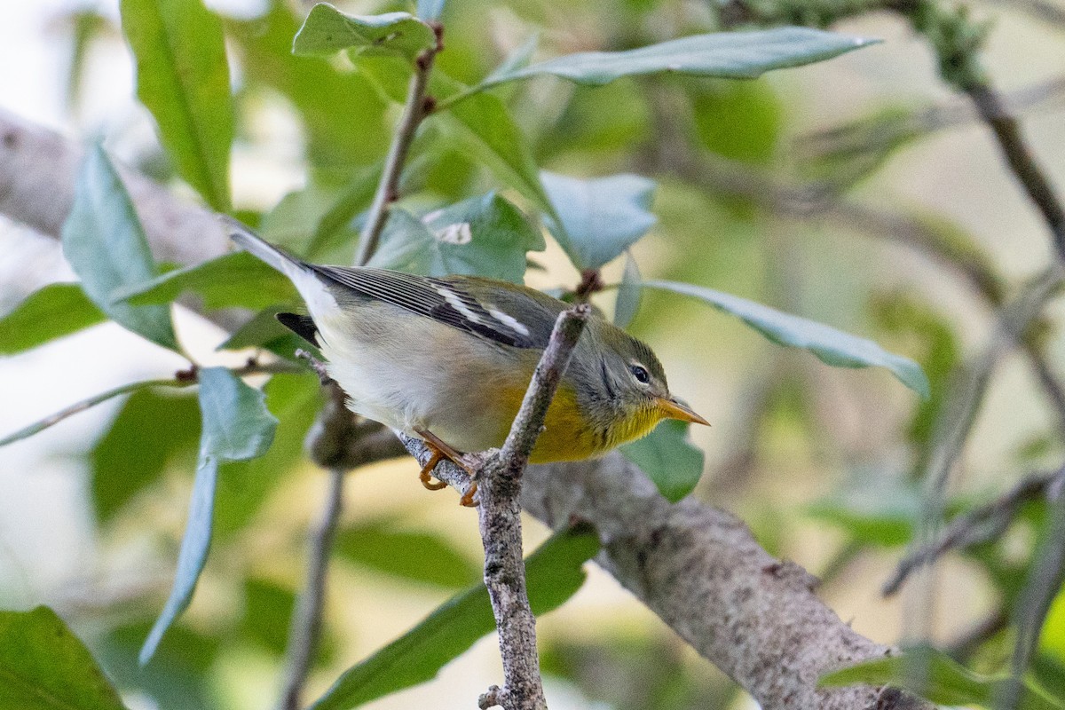 Northern Parula - ML642697916
