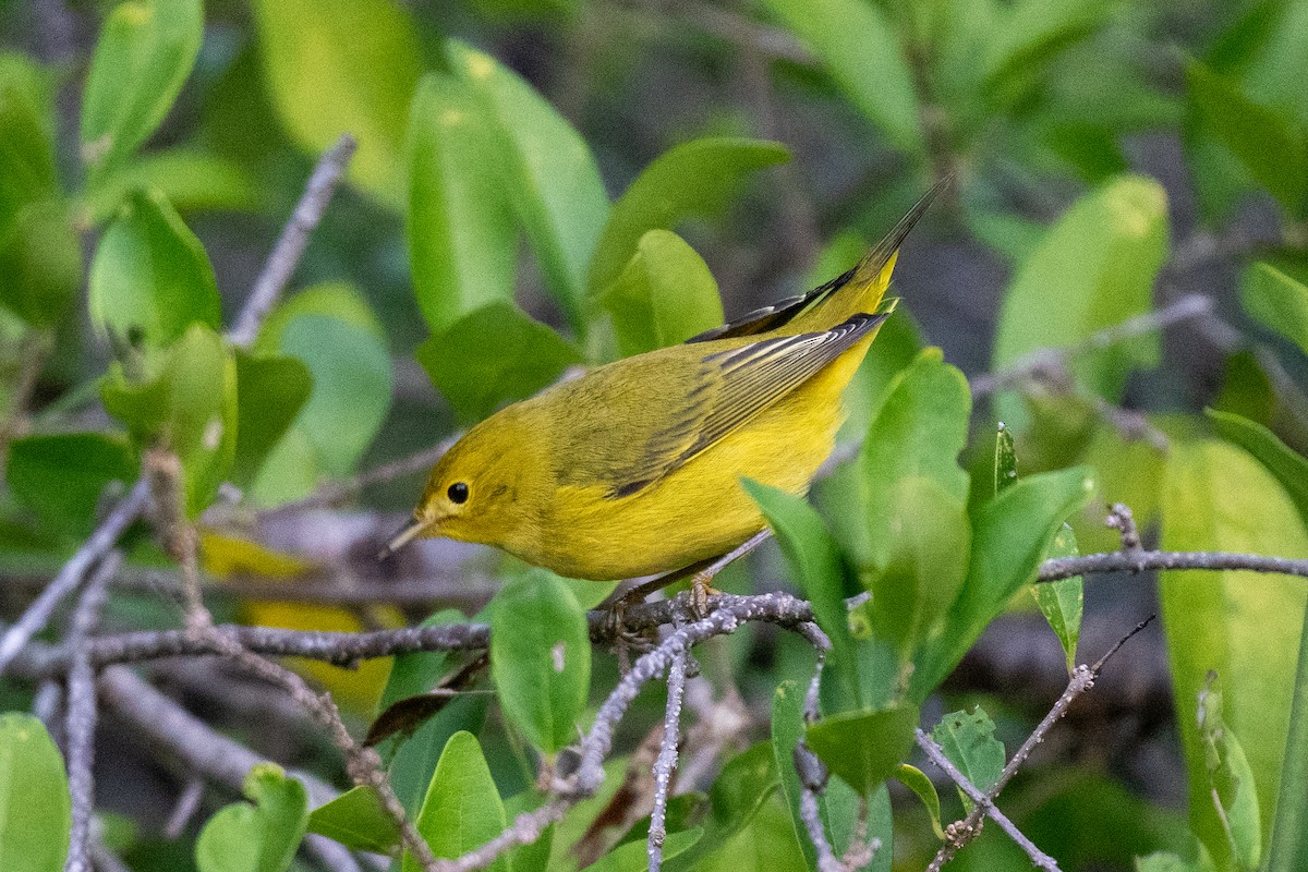 Yellow Warbler - ML642697917