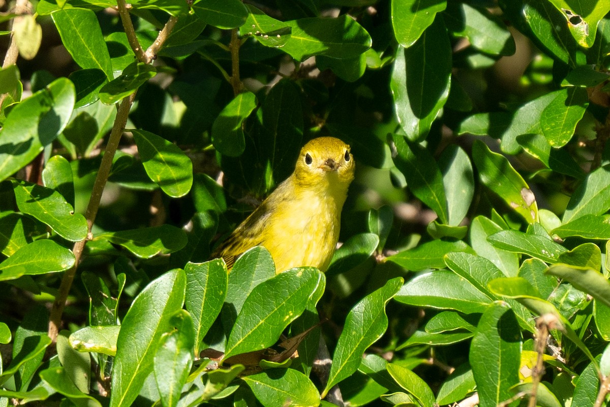 Yellow Warbler - ML642697920