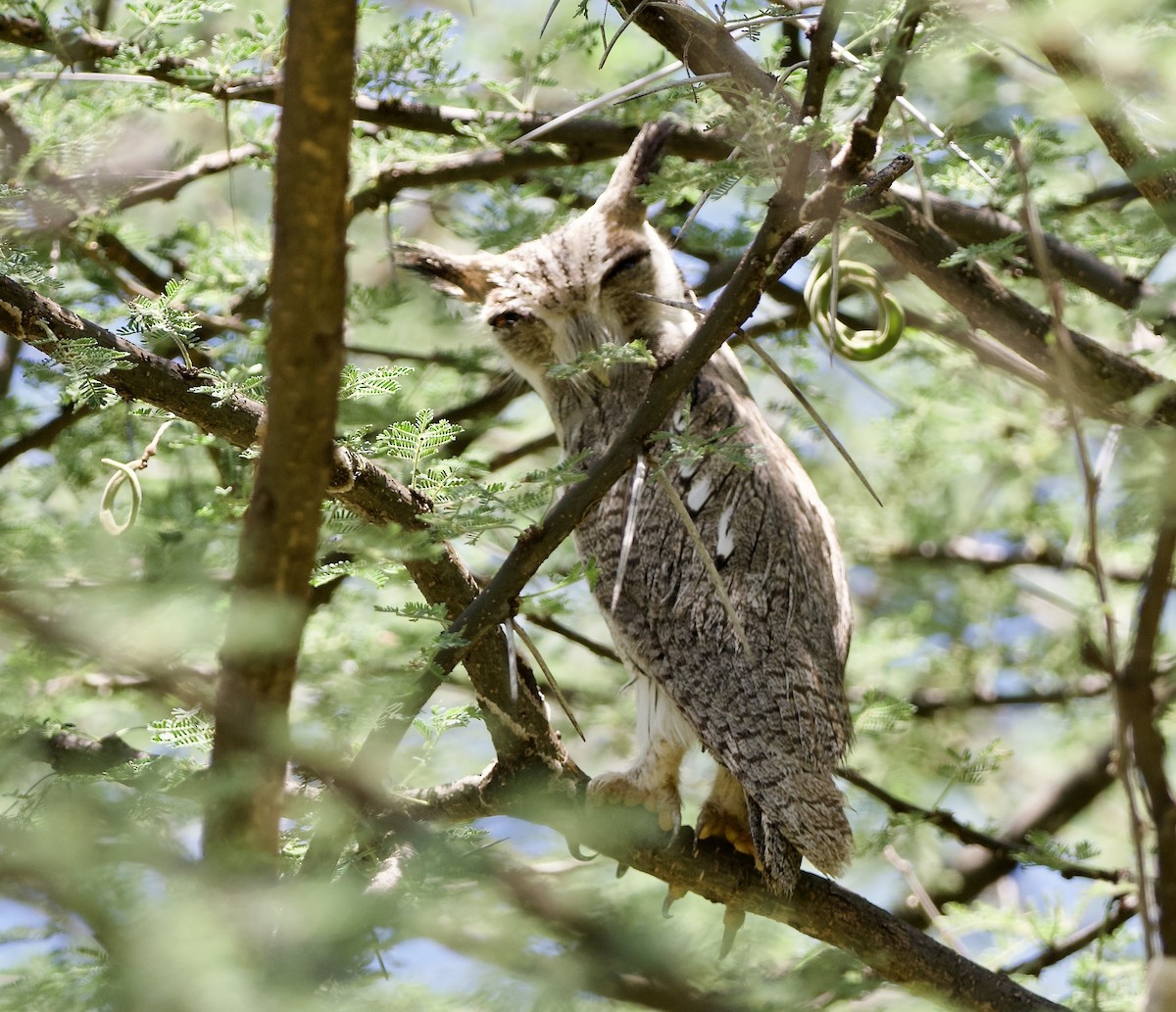 Northern White-faced Owl - ML642697932