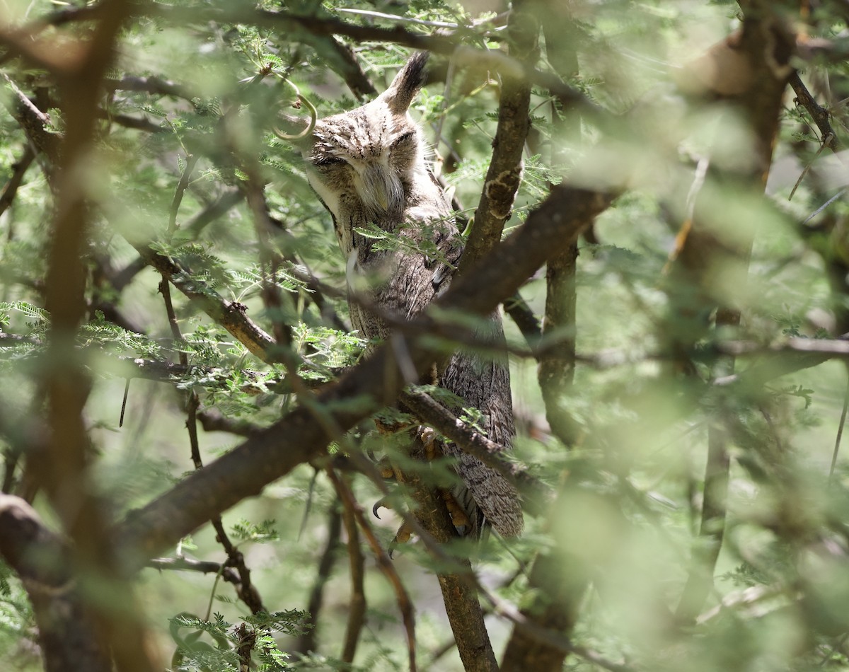 Northern White-faced Owl - ML642697933