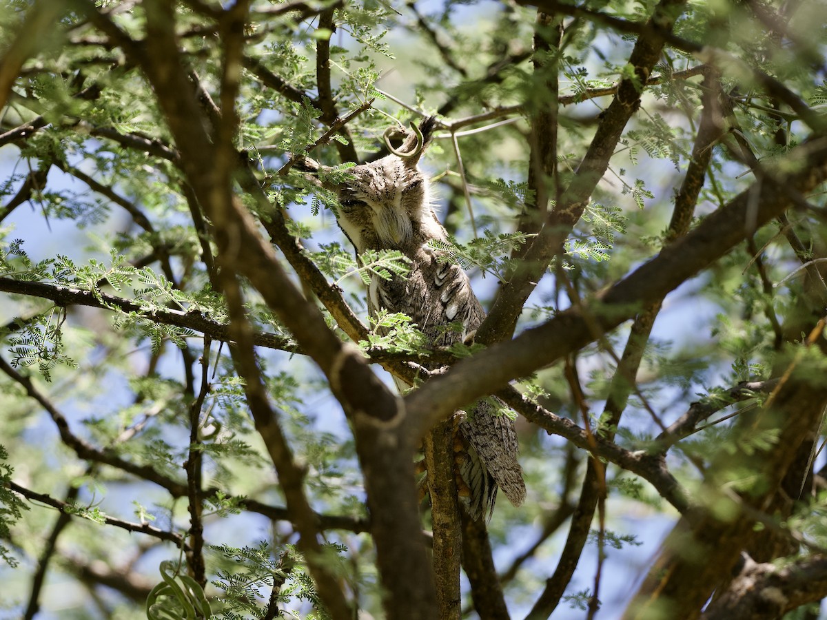 Northern White-faced Owl - ML642697934