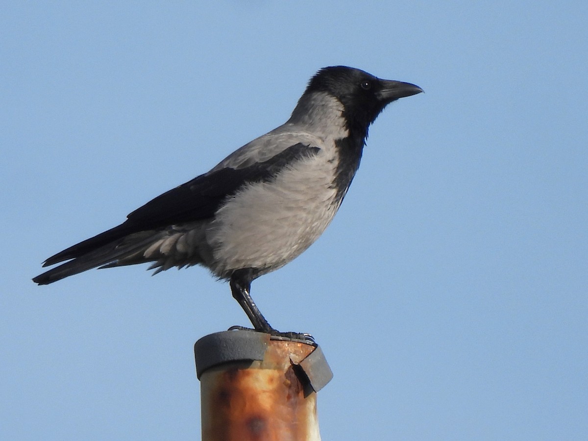Hooded Crow - ML642697943