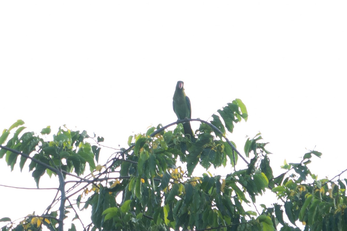 Azure-rumped Parrot - ML642697948