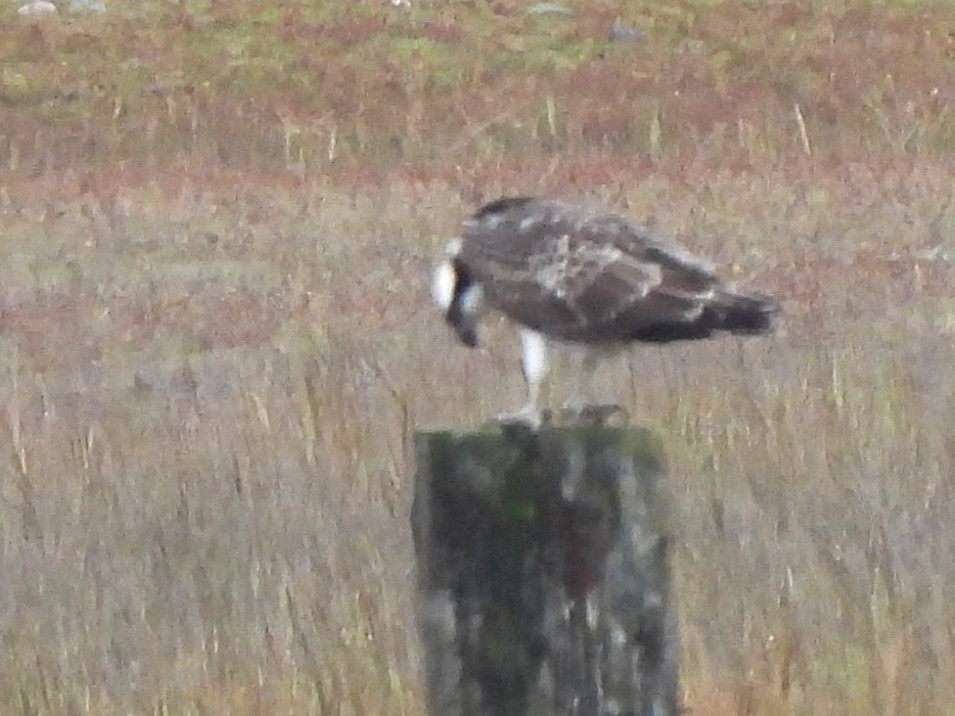 Osprey (Eurasian) - ML642697954