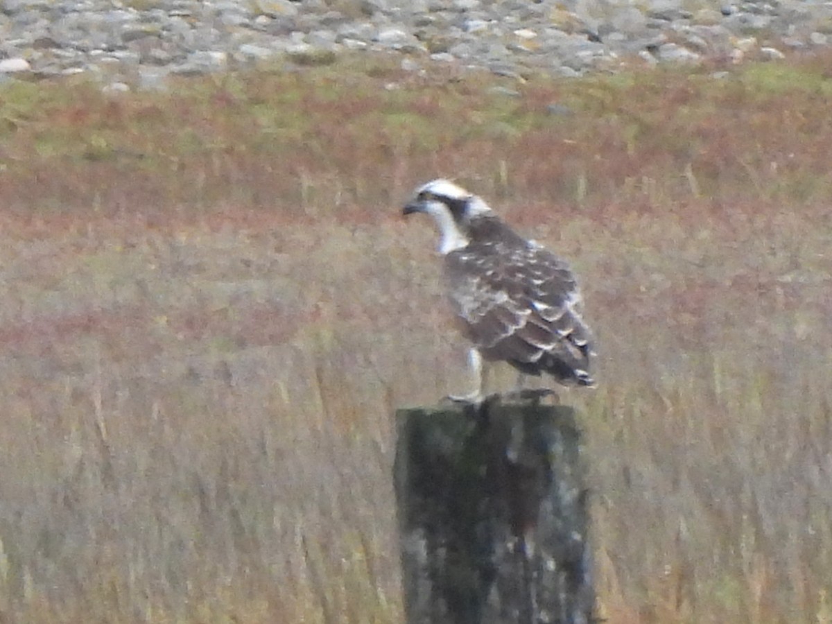 Osprey (Eurasian) - ML642697955