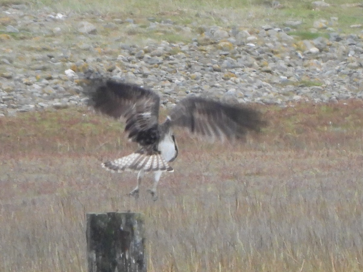 Osprey (Eurasian) - ML642697959