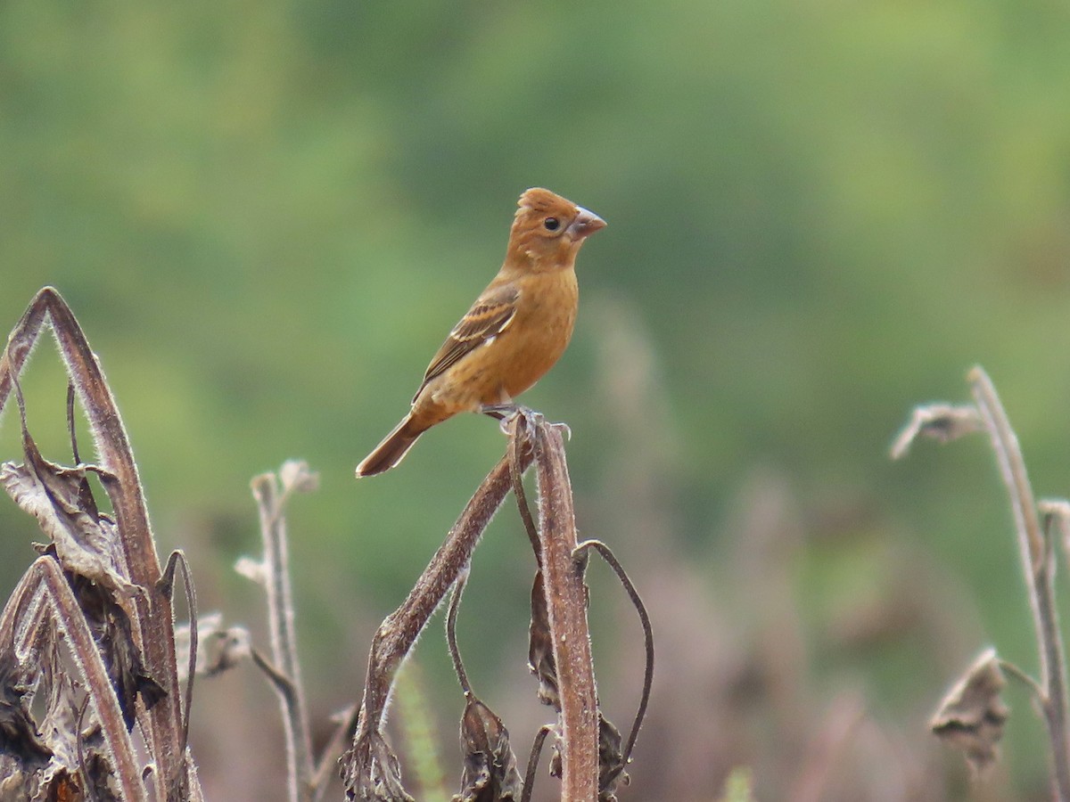 Blue Grosbeak - ML642697964