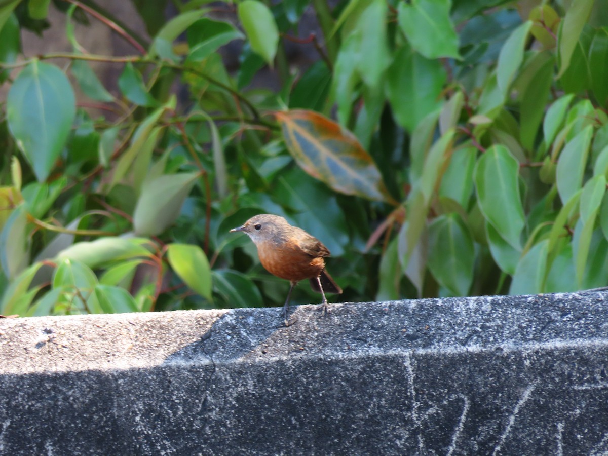 Rockwarbler - ML642697965
