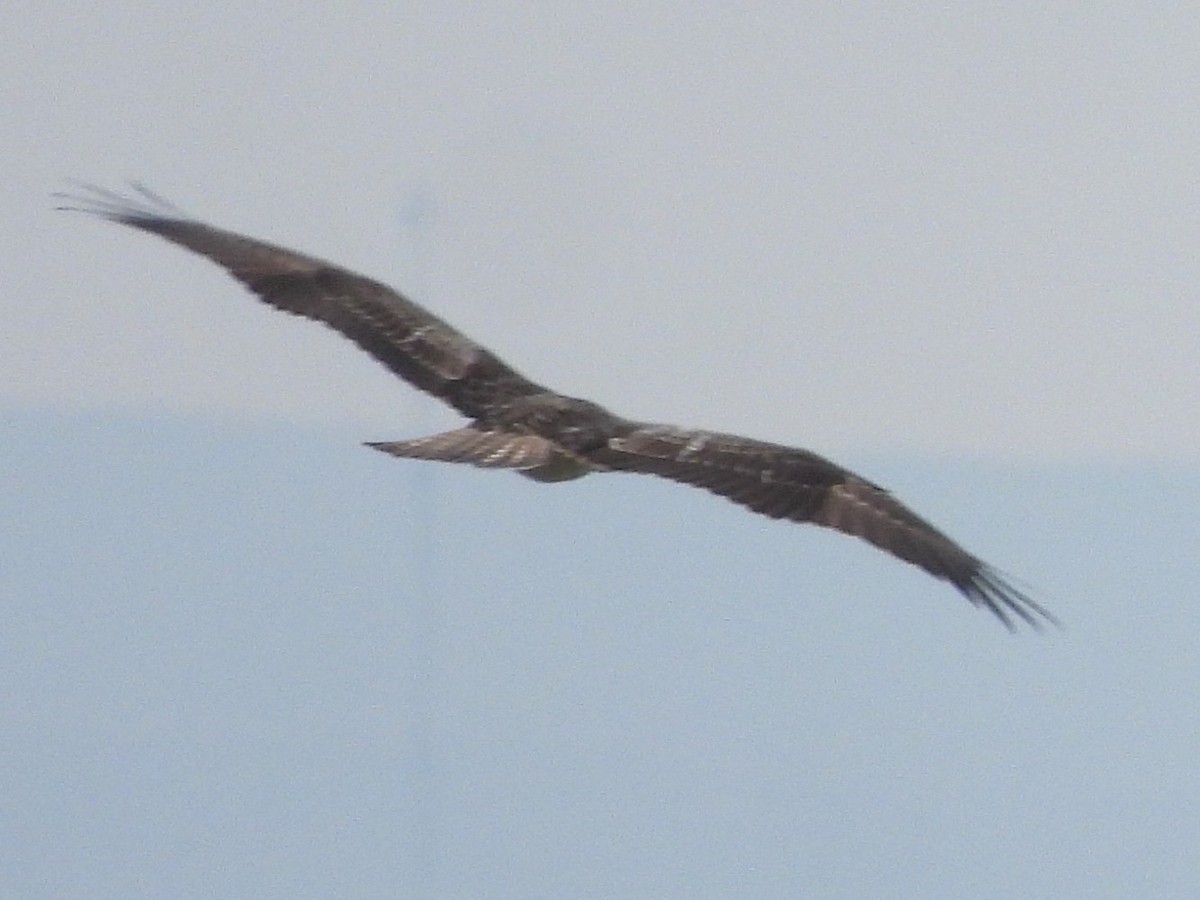 Osprey (Eurasian) - ML642697966