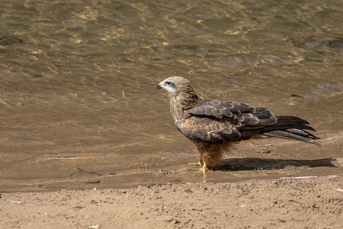 Black Kite - ML642697971