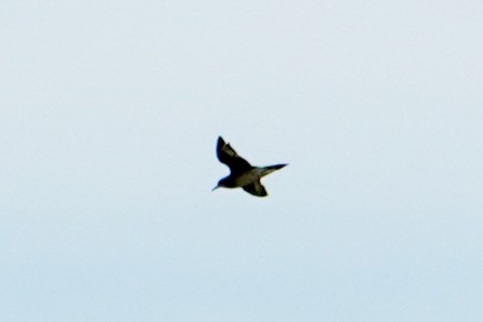 Pacific Golden-Plover - ML642697972