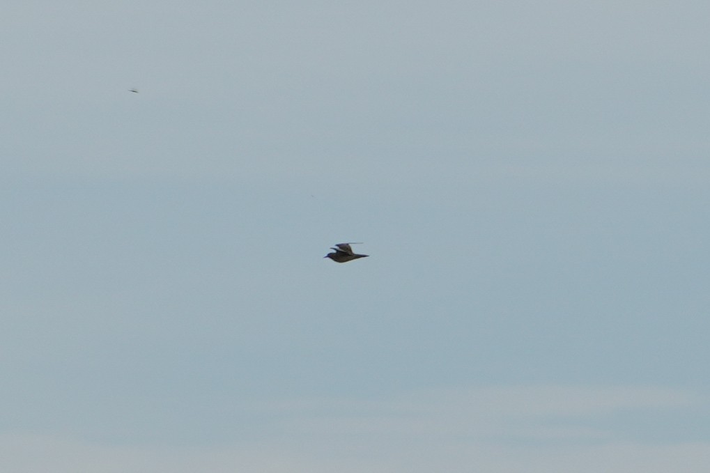 Pacific Golden-Plover - ML642697973