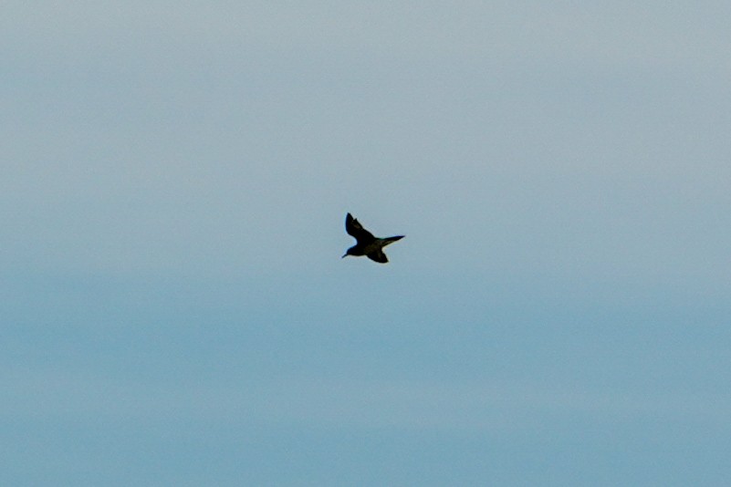 Pacific Golden-Plover - ML642697974