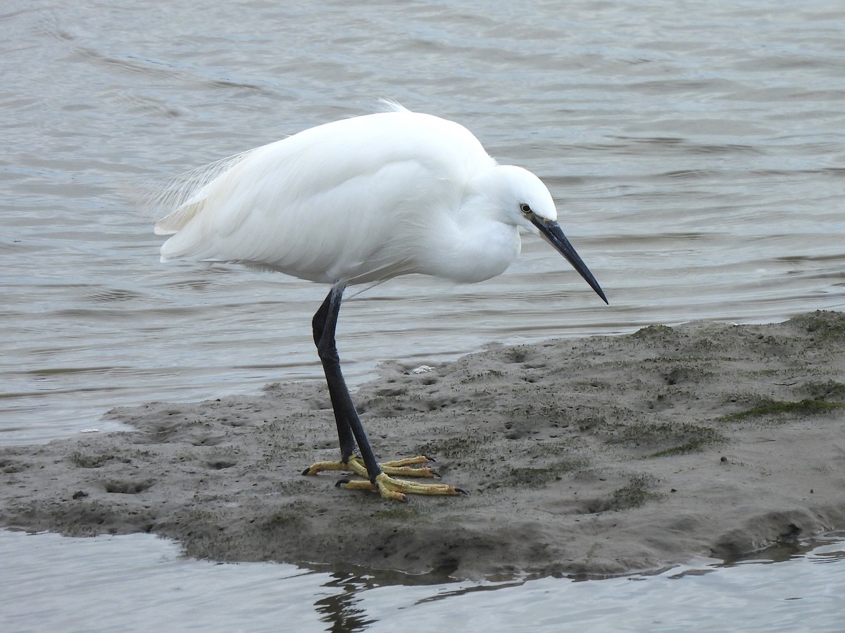 Little Egret (Western) - ML642697992