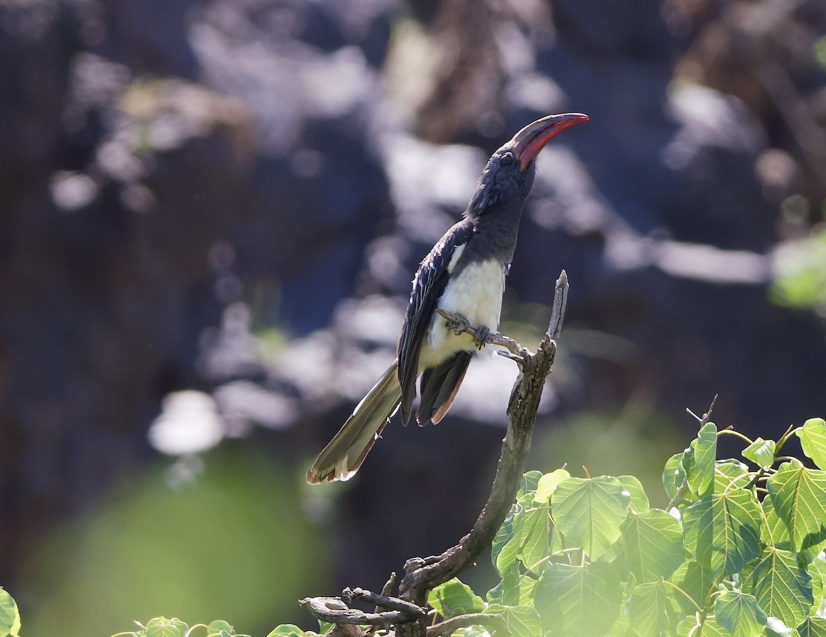 Hemprich's Hornbill - ML642697993