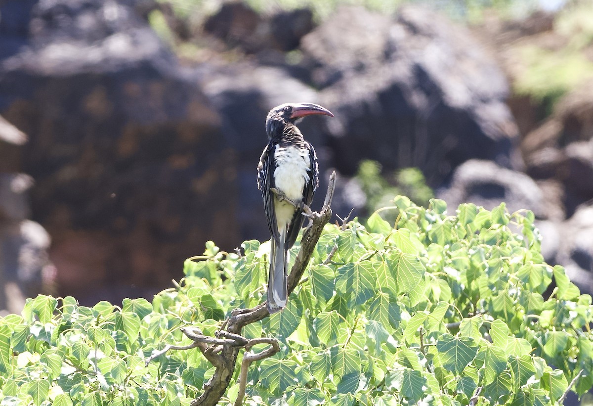 Hemprich's Hornbill - ML642697994