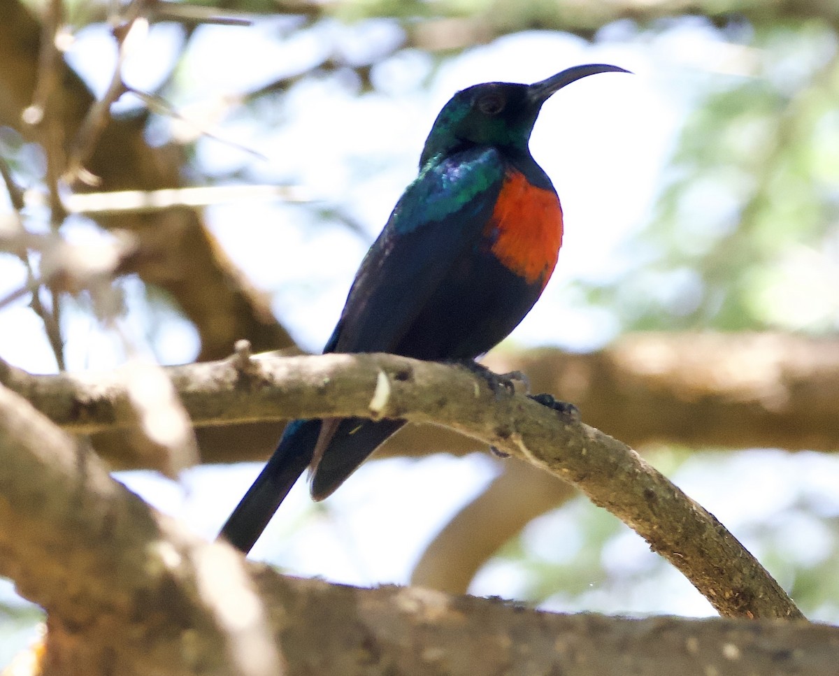 Abyssinian Sunbird - ML642698019