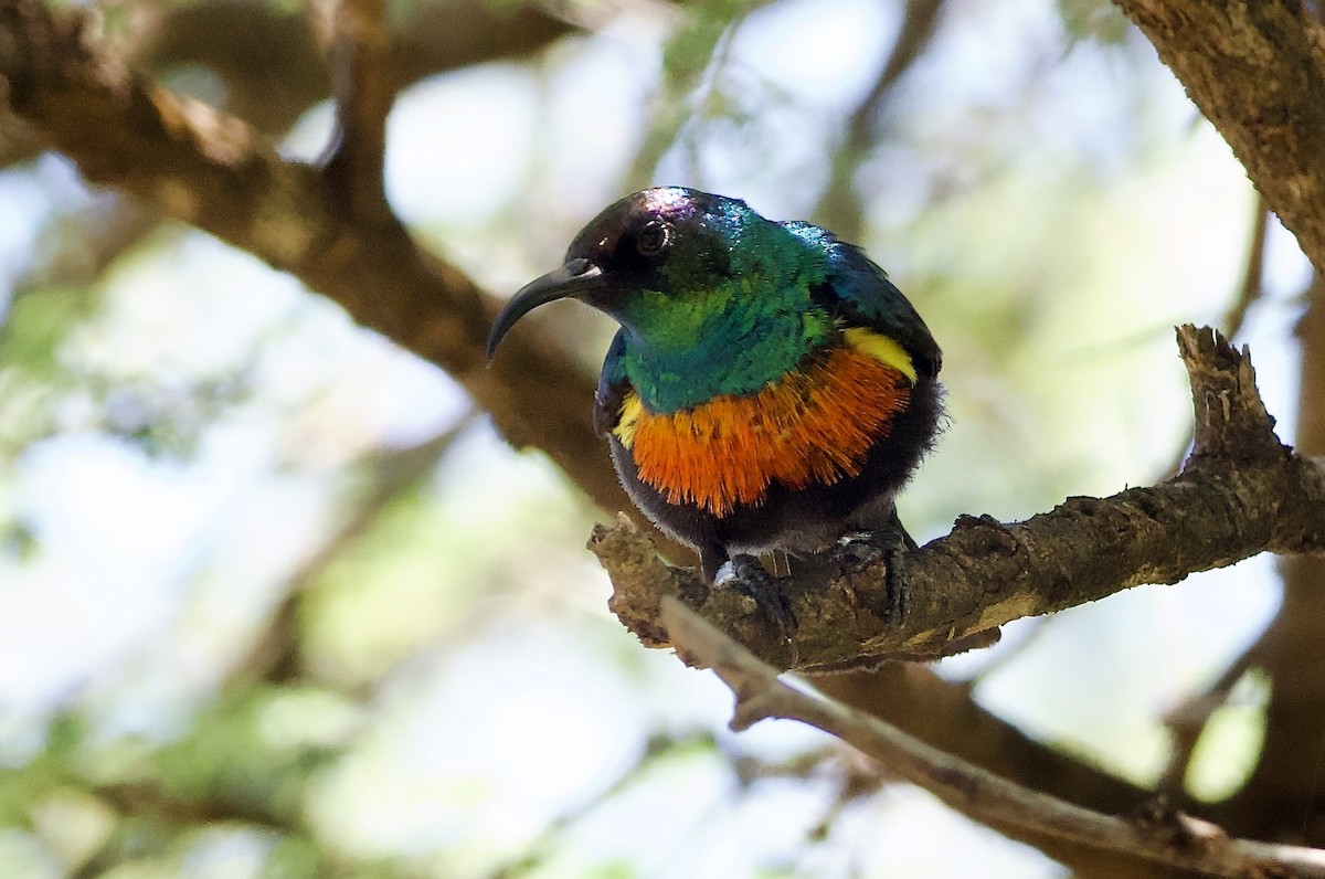 Abyssinian Sunbird - ML642698020