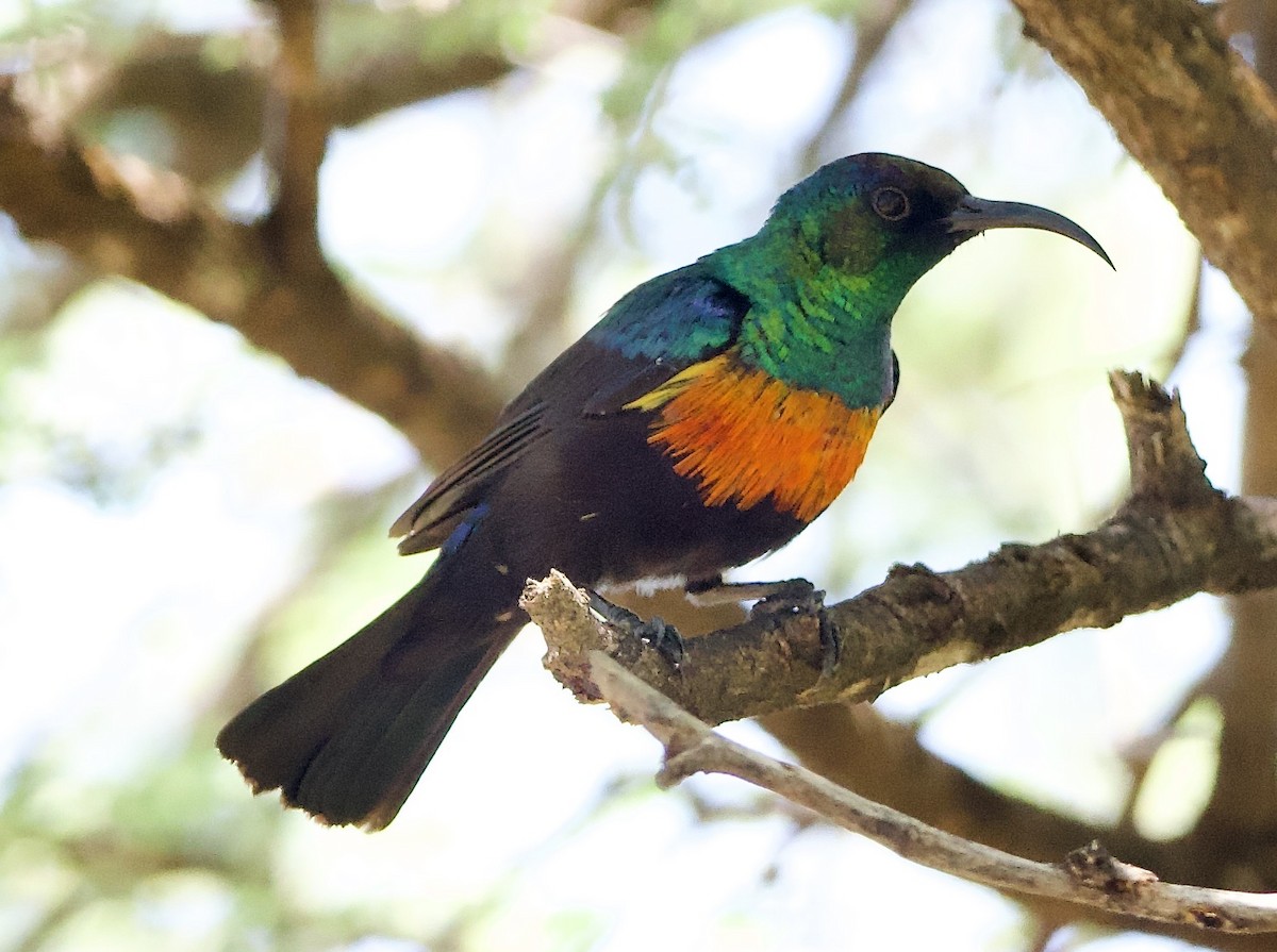 Abyssinian Sunbird - ML642698021