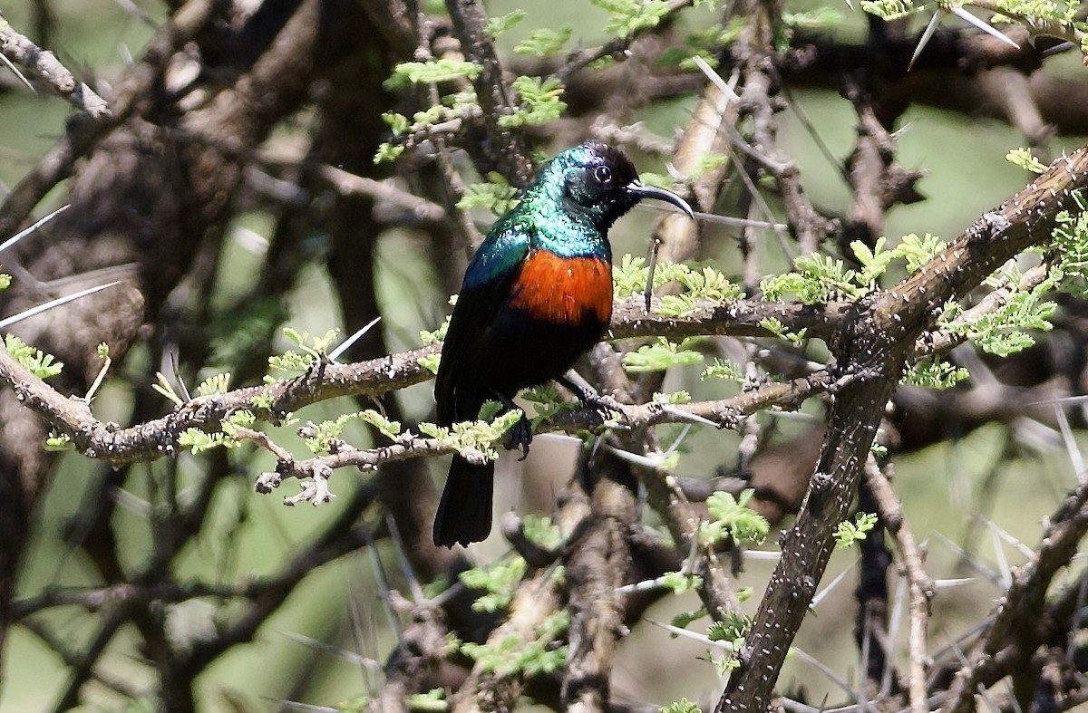 Abyssinian Sunbird - ML642698022