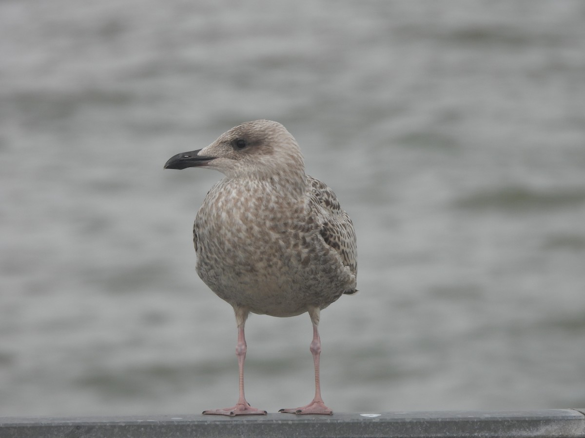 European Herring Gull - ML642698032