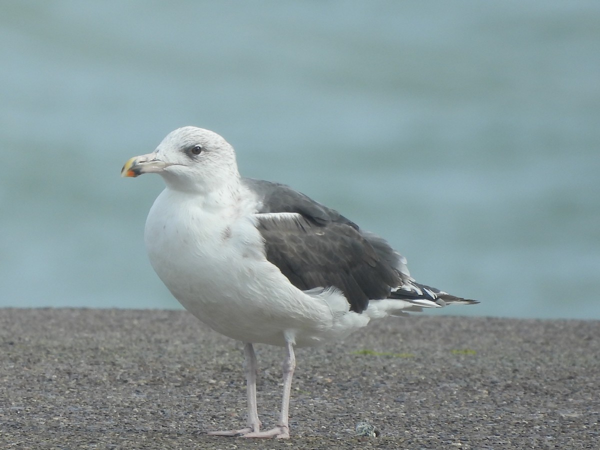 Great Black-backed Gull - ML642698033