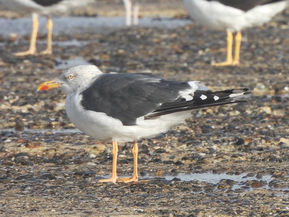 Lesser Black-backed Gull - ML642698034