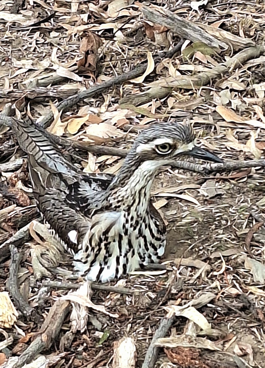 Bush Thick-knee - ML642698035