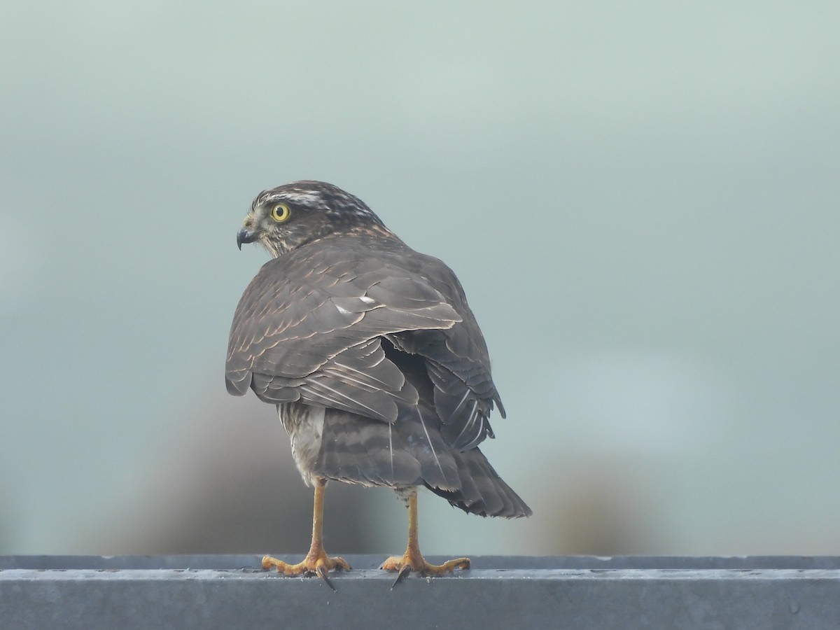Eurasian Sparrowhawk - ML642698036